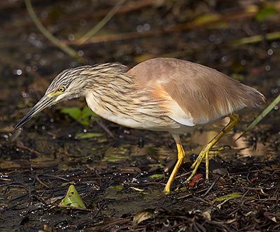 Squacco Heron hunting